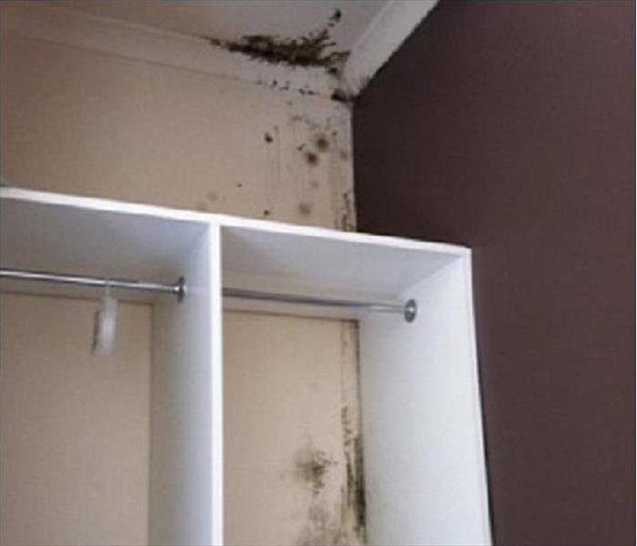 room with mold on wall